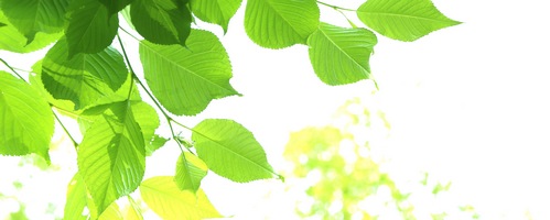 冬虫夏草1200販売サイトへ